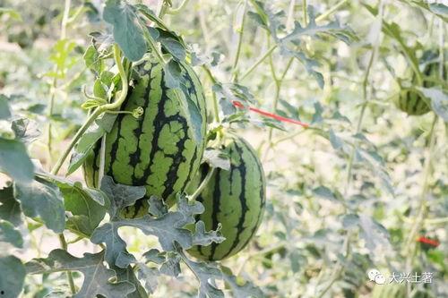 网红大瓜在哪找 朝阳吃瓜网,朝阳吃瓜网带你畅游吃瓜乐园